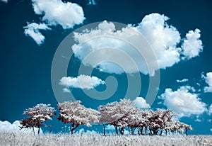 Trees on the hill and cumulus clouds