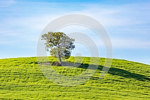 Trees on a hill in a field