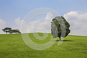 Trees on the hill with green grass