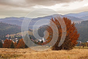 Trees on the hillside autumn