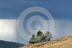 Trees on Hillside and Gathering Storm