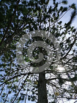 Trees in Hillsview Bukidnon