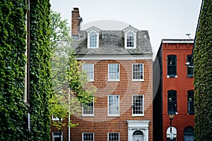 Trees and historic houses in Fells Point, Baltimore, Maryland photo