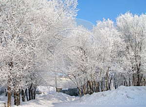 Trees in hoarfrost