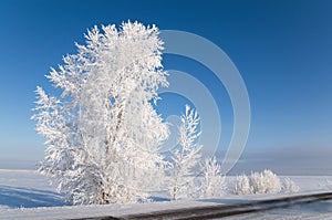 Trees in hoarfrost.