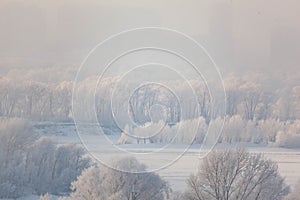 Trees in hoarfrost