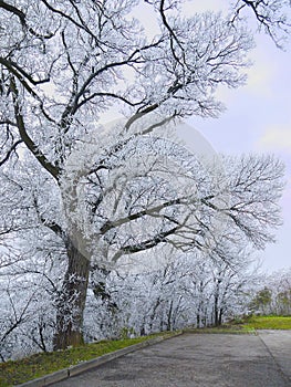 Trees in hoarfrost