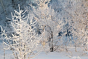 Trees in hoarfrost