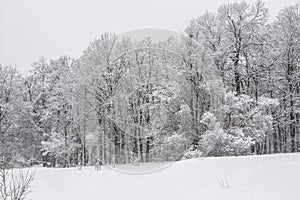 Trees in hoarfrost