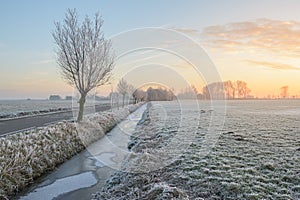 Trees with hoarfrost