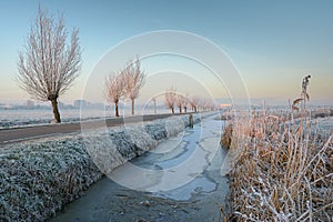 Trees with hoarfrost