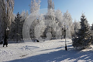 trees in hoarfrost against a blue sky

Ã¯Â¿Â¼