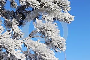 trees in hoarfrost against a blue sky

Ã¯Â¿Â¼