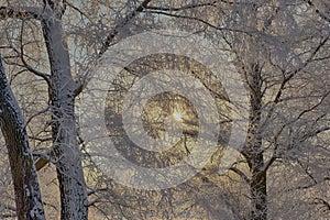 Trees in hoarfrost close