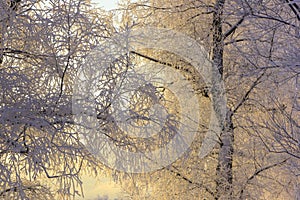 Trees in hoarfrost close