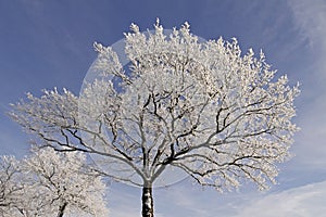 Trees with hoarfrost in Hilter, Germany