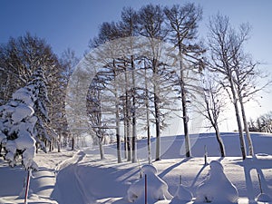 Trees with hoarfrost in winter