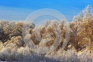 Trees with hoarfrost at winter