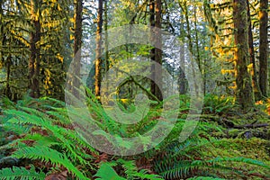 Trees in Hoh Rainforest