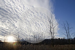 Trees Holding Blanket Of Clouds Over Marsh At Sunset