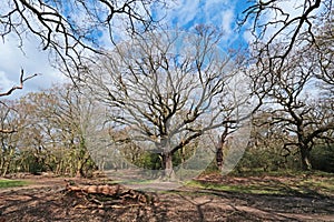 Trees in Hollow Ponds, Epping Forest