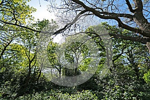 Trees in Hollow Ponds, Epping Forest