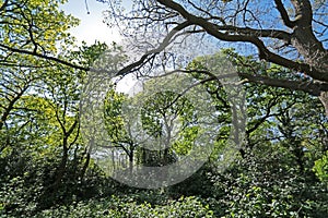 Trees in Hollow Ponds, Epping Forest