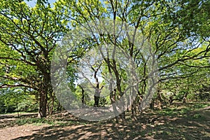 Trees in Hollow Ponds, Epping Forest