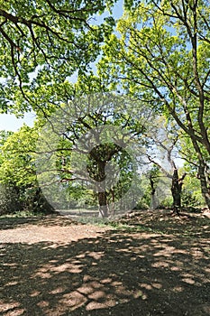 Trees in Hollow Ponds, Epping Forest