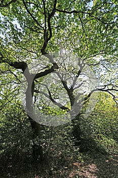 Trees in Hollow Ponds, Epping Forest