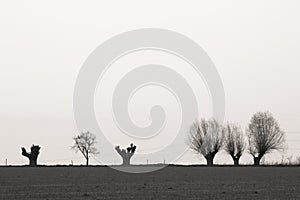 Trees on horizont