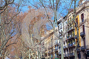 Trees and houses of La Rambla street