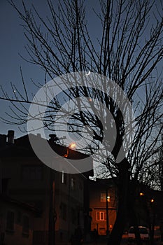 Trees and houses at night. Beautiful moon at the night sky