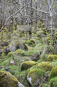 Trees and huge boulders in the forest. Ireland