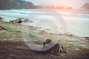 Trees and a huge dead tree stump left on the beach. Leaves in th