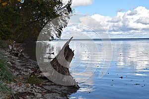 Trees and a huge dead tree stump left on the beach. Leaves in the water. Nature landscape.