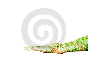 Trees in the human hand isolated on white background with Clipping path