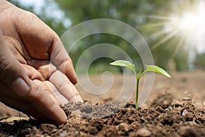 Trees and human hands planting trees in the soil concept of reforestation