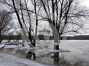 Trees with ice pieces after flood, Lithuania