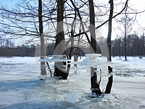 Trees with ice pieces after flood, Lithuania