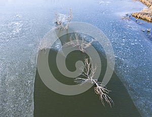Trees in the icy water of the river. Bushes grow in the river