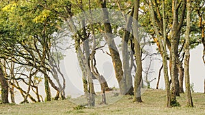 Trees illuminated by the rising sun on the beach