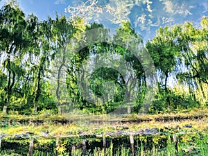 The trees image reflected by lake photo