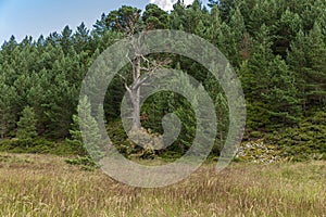 Trees int the Glenmore Forest Park, Cairngorms in the Scottish Highlands, UK