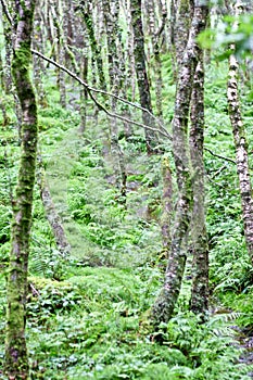 Trees in an Irish forest, County Wicklow, Ireland