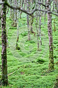 Trees in an Irish forest, County Wicklow, Ireland