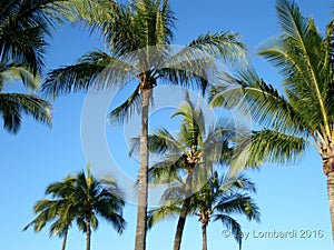 Trees on Island of Oahu Hawaii