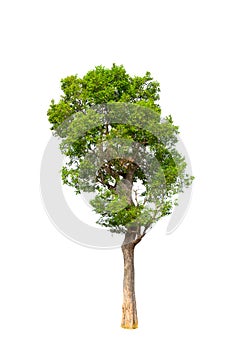 Trees isolated on white background