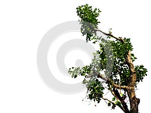 Trees isolated on white background
