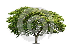 Trees isolated on white